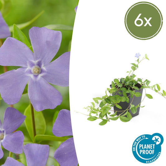 6x Vinca minor - ↕10-25cm - Ø9cm - Pflanzfix24.de - Pflanzfix24.de