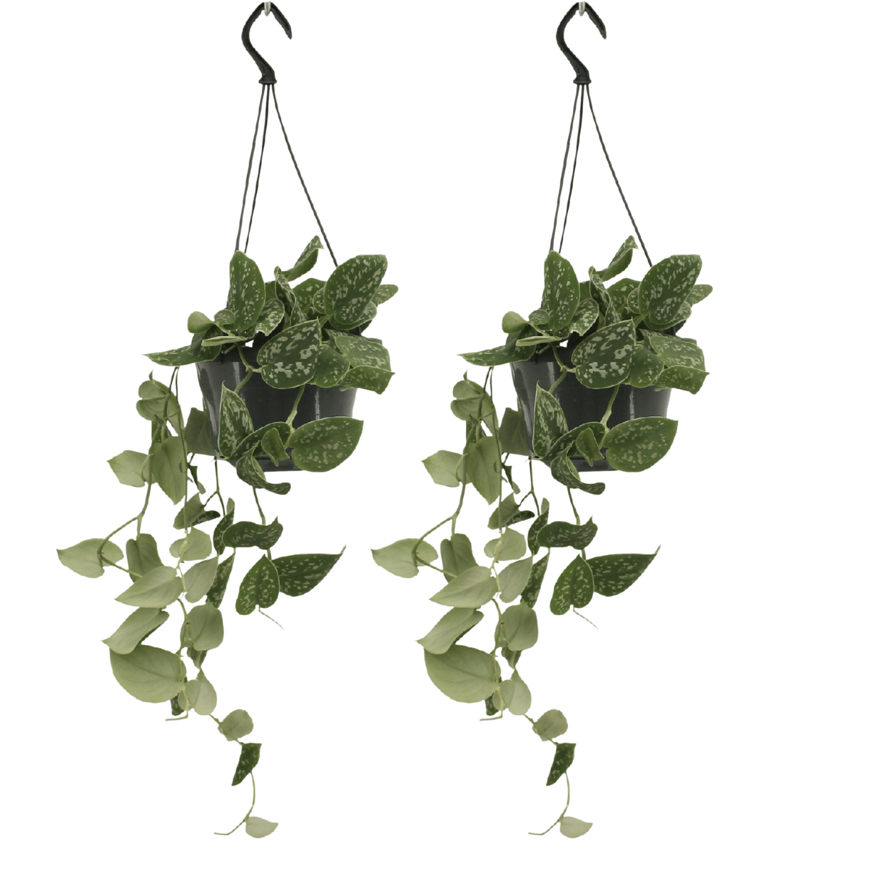 Scindapsus Pictus im 2er-Set – 15cm Topf – Pflanzfix24.de - Pflanzfix24.de