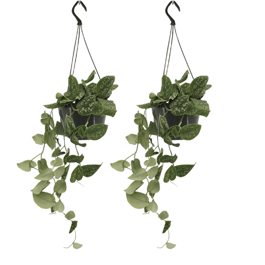 Scindapsus Pictus im 2er-Set – 15cm Topf – Pflanzfix24.de - Pflanzfix24.de