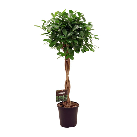 Ficus Micr. Moclame - Ø23cm - ↕110cm - Pflanzfix24.de - Pflanzfix24.de