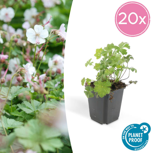 20er Set Geranium cant. 'Biokovo' - Robuste Bodendecker von Pflanzfix24.de - Pflanzfix24.de