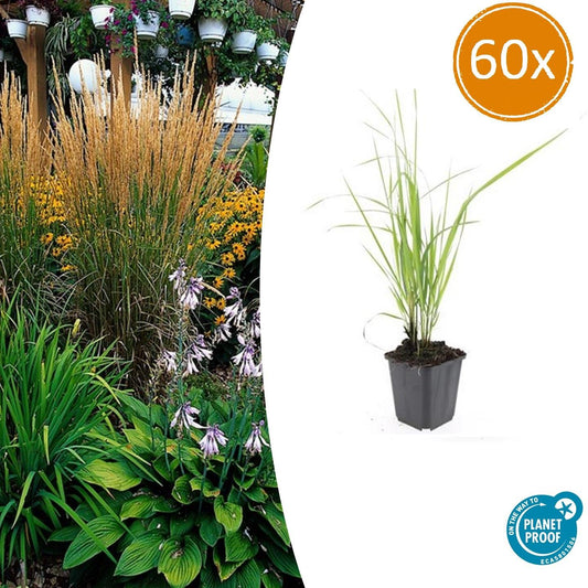 60x Calamagrostis acut. 'Karl Foerster' - ↕10-25cm - Ø9cm - Pflanzfix24