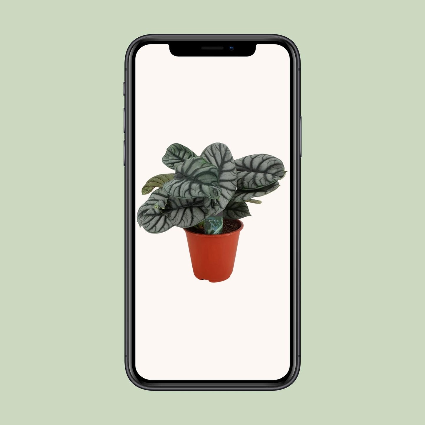 Alocasia Silver Dragon - Ø19cm - ↕45cm von Pflanzfix24