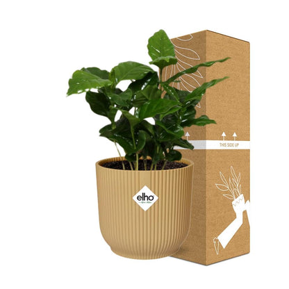 Coffea Arabica in ELHO Vibes Fold 14cm geel - Pflanzfix24
