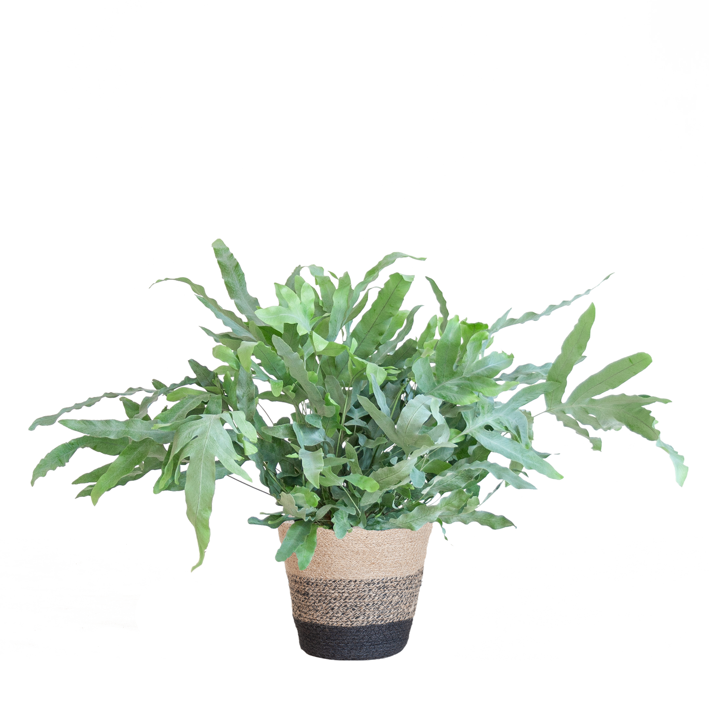 Phlebodium Aureum 'Blue Star' mit Korb Lissabon schwarz - 40cm - Ø17 bei Pflanzfix24