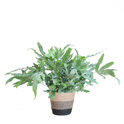 Phlebodium Aureum 'Blue Star' mit Korb Lissabon schwarz - 40cm - Ø17 bei Pflanzfix24