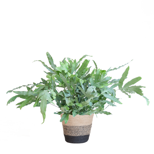 Phlebodium Aureum 'Blue Star' mit Korb Lissabon schwarz - 40cm - Ø17 bei Pflanzfix24