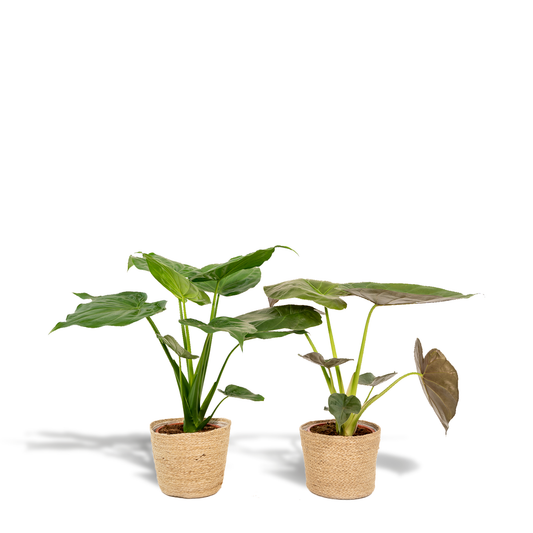Alocasia Cucullata & Wentii Set + Korb - Pflanzfix24.de - Pflanzfix24.de