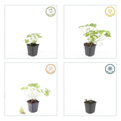 20x Geranium 'Tiny Monster' - Pflanzfix24.de - Höhe 10-25cm, Topfgröße Ø9cm - Pflanzfix24.de