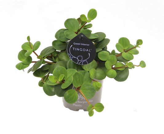 Peperomia Pecunifolia Pecunii - Ø11 ↕13 bei Pflanzfix24
