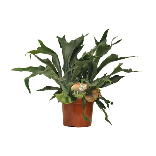 Platycerium Bifurcatum Geweihfarn Ø26cm – 80cm hoch | Pflanzfix24.de - Pflanzfix24.de
