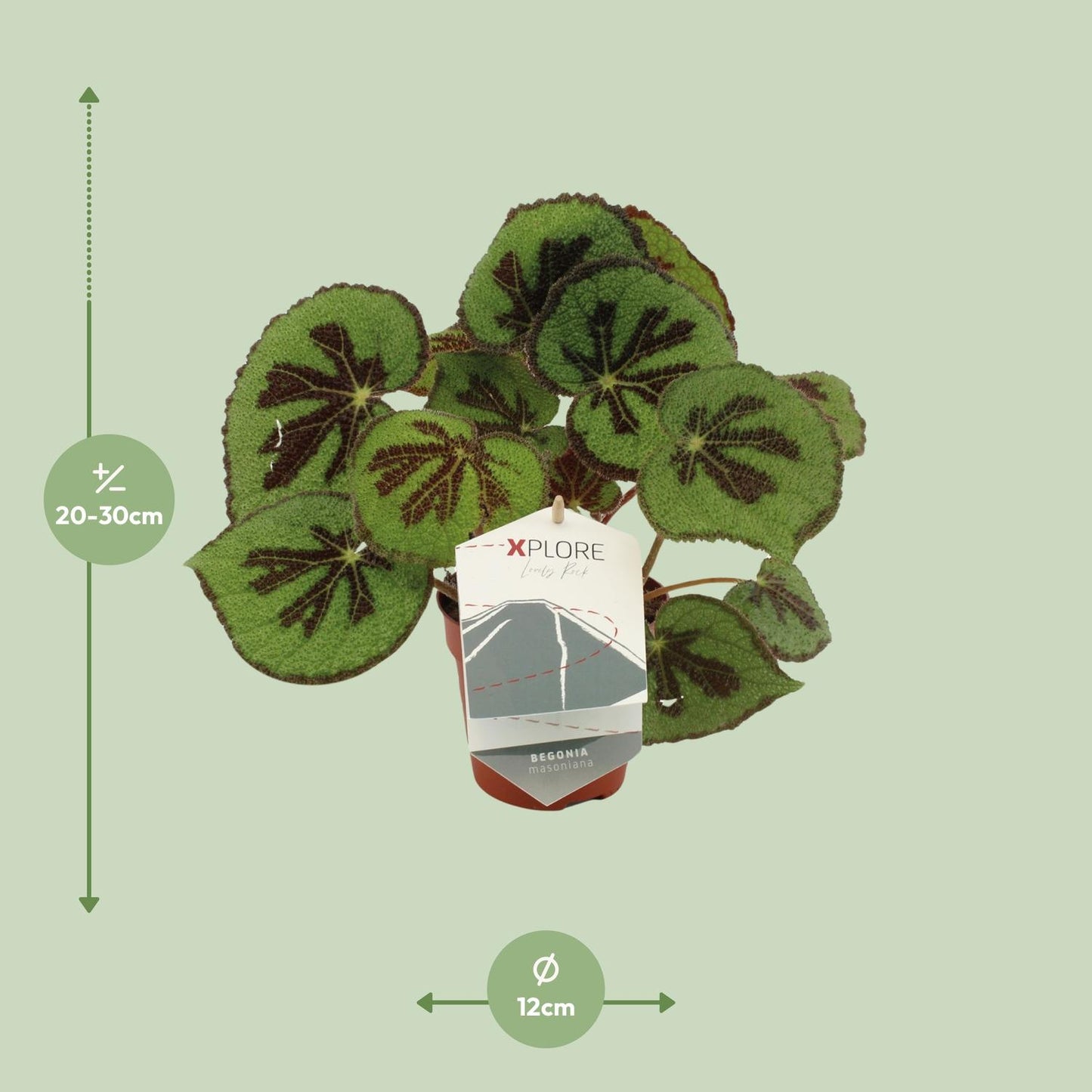 Begonia Masoniana Rock - Ø12 ↕30 von Pflanzfix24