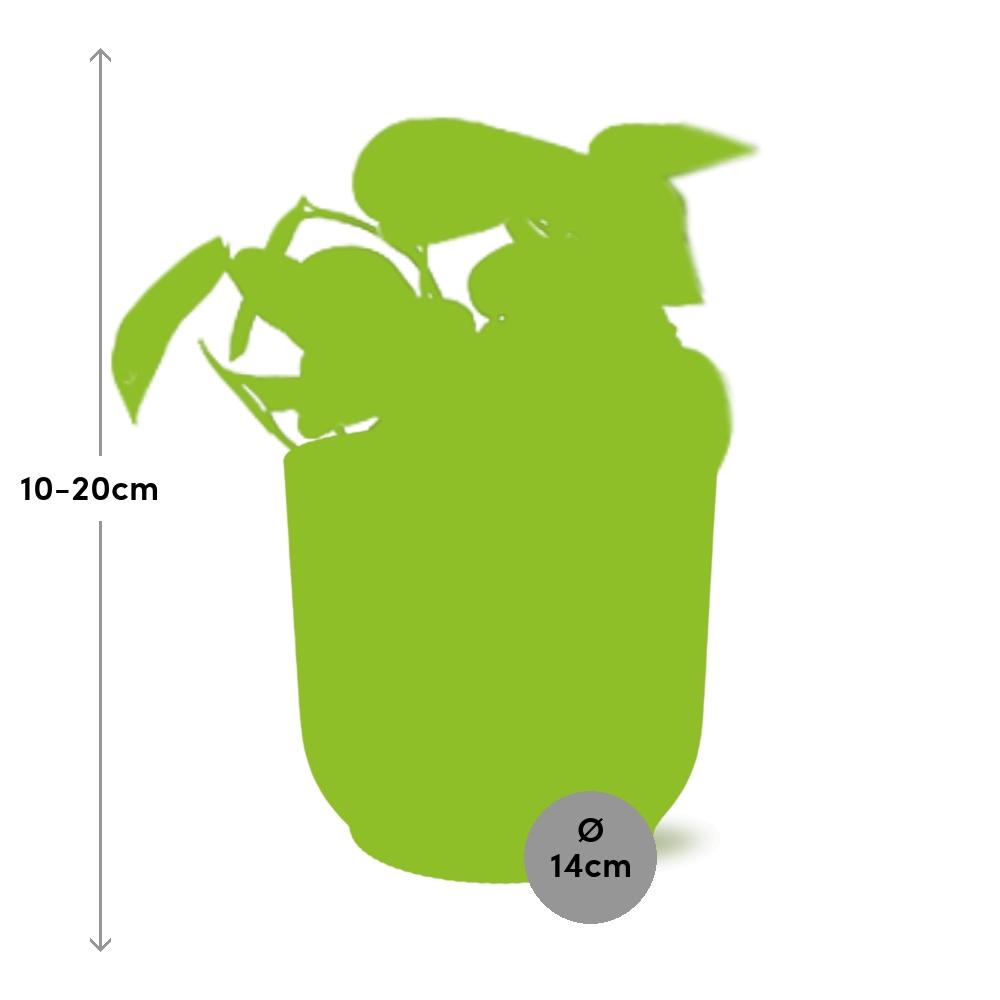 Scindapsus Pictus Trebie 14 cm ELHO Vibes Gelb | Pflanzfix24