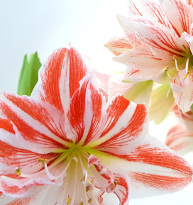 Amaryllis Cleopatra - Pflanzfix24