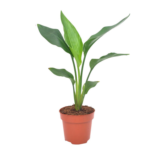 Strelitzia Regina Ø12cm – 40cm hoch – Pflanzfix24.de - Pflanzfix24.de