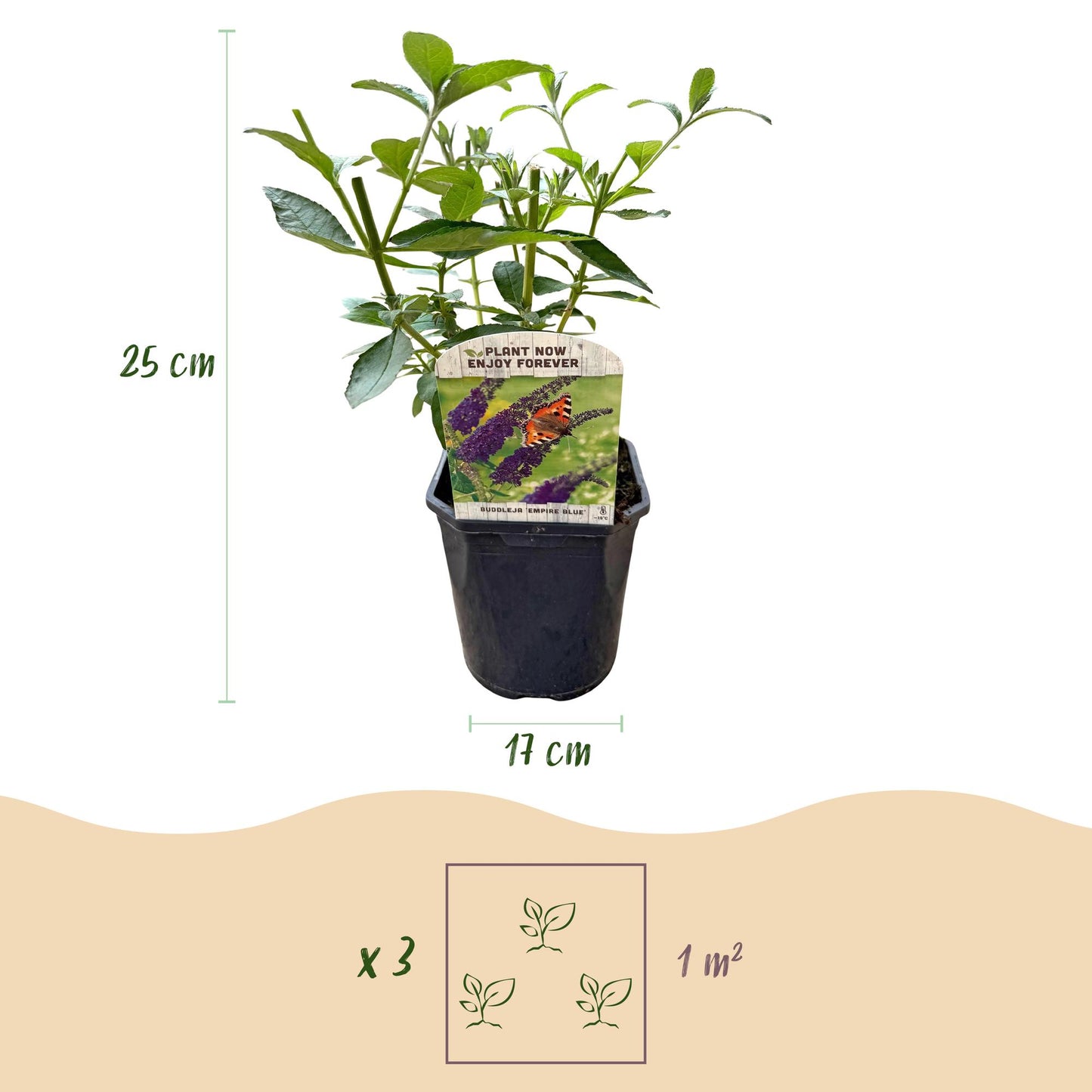 pflanzfix24 - Schmetterlingsstrauch - Buddleja davidii Empire Blue - 1 Pflanze