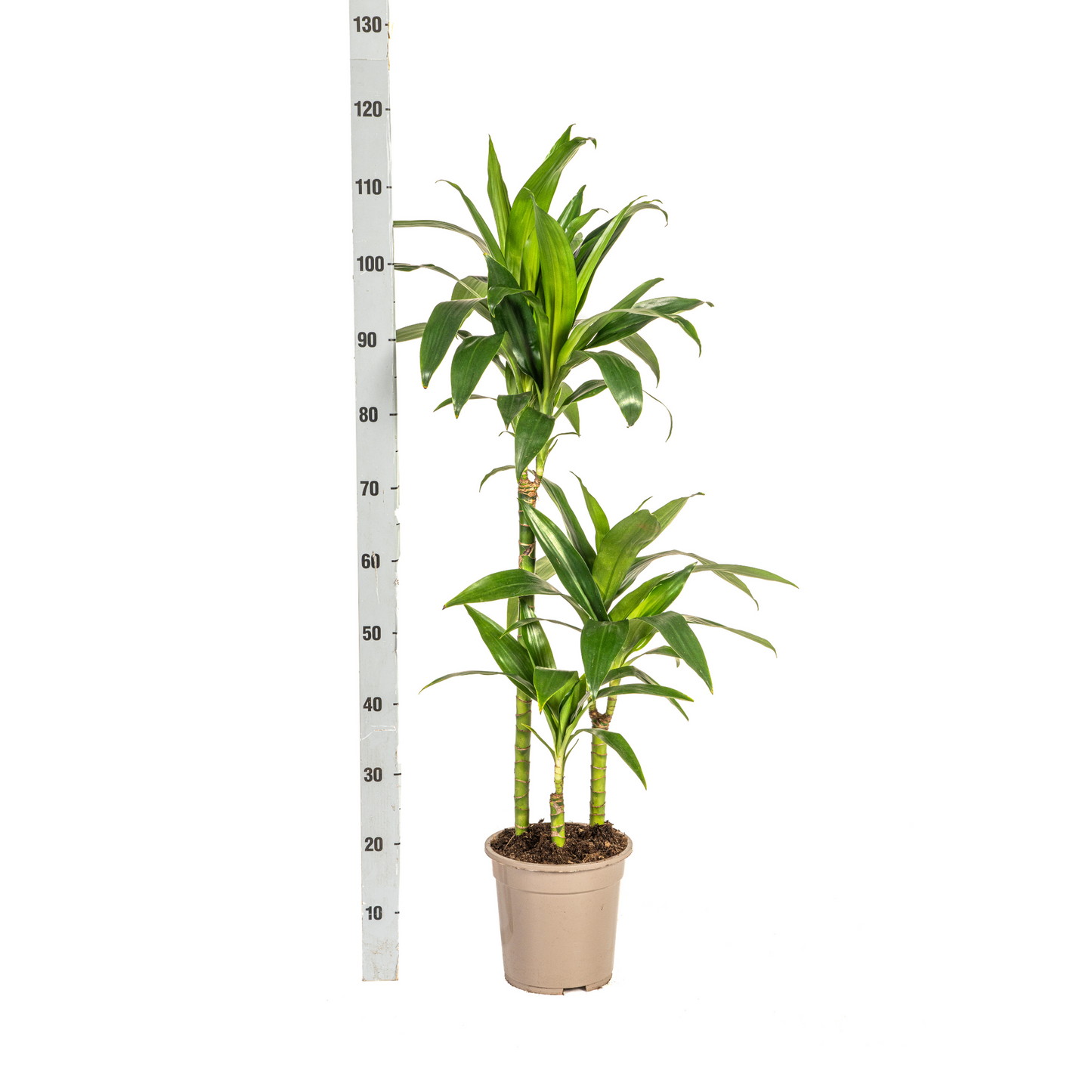 Dracaena Deremensis Lisa Ø21cm - Elegante Zimmerpflanze | Pflanzfix24