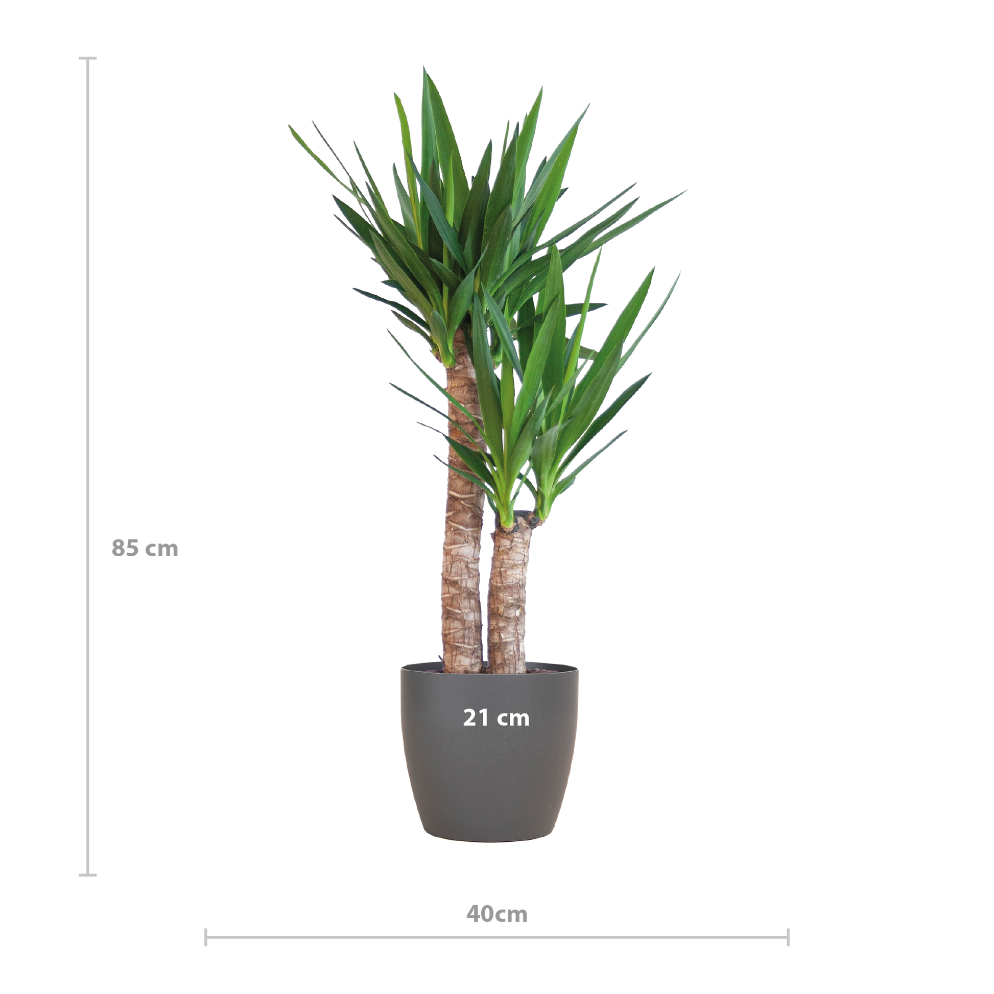Yucca Elephantipes 90cm mit schwarzem Viber-Topf | Pflanzfix24.de - Pflanzfix24.de