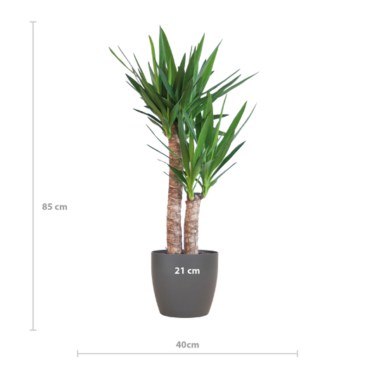 Yucca Elephantipes 90cm mit schwarzem Viber-Topf | Pflanzfix24.de - Pflanzfix24.de