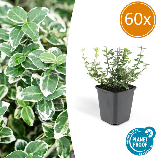 60x Euonymus 'Emerald 'n Gaity' - ↕10-25cm - Ø9cm - Pflanzfix24.de - Pflanzfix24.de