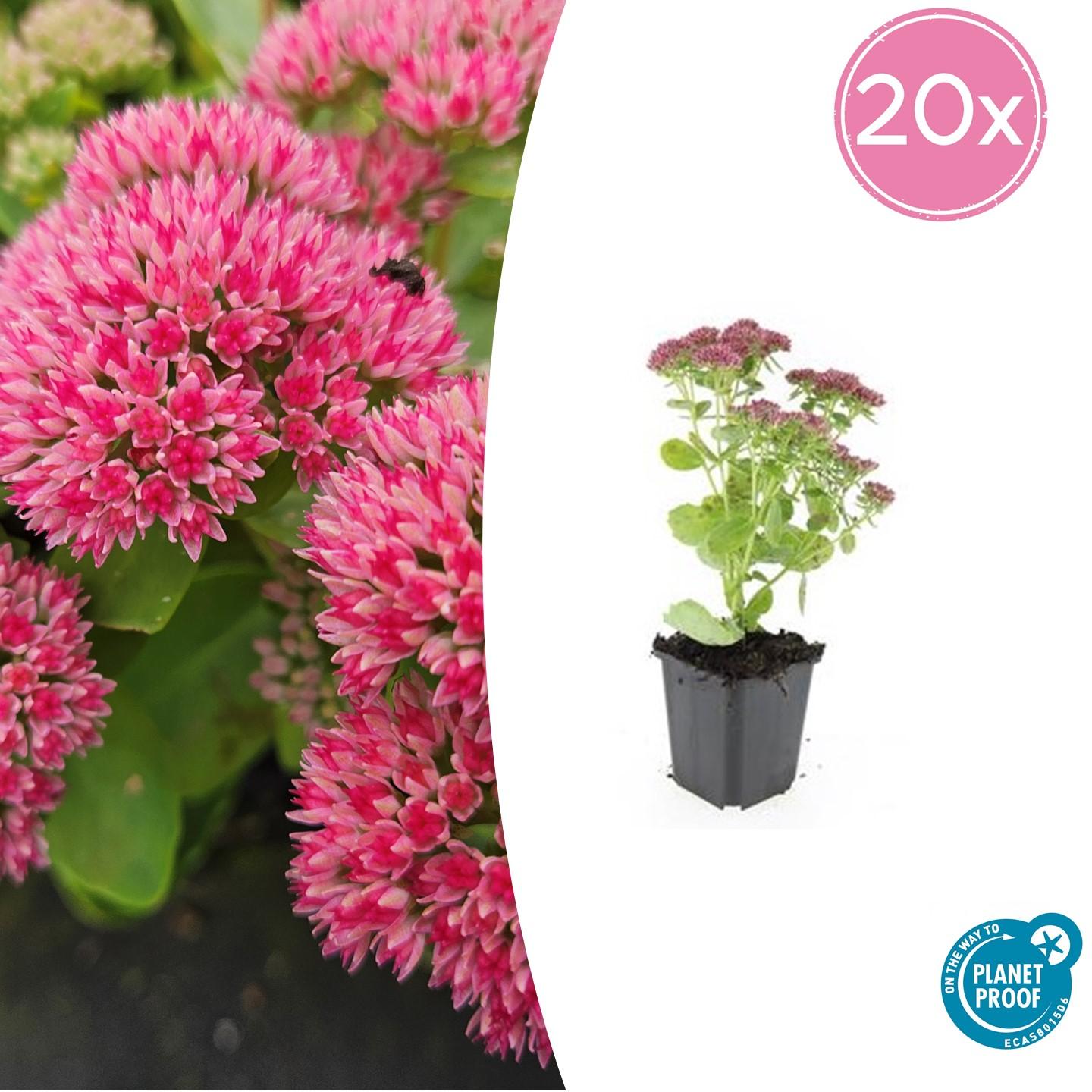 20x Sedum 'Herbstfreude' - Ø9cm - Pflanzfix24.de - Pflanzfix24.de