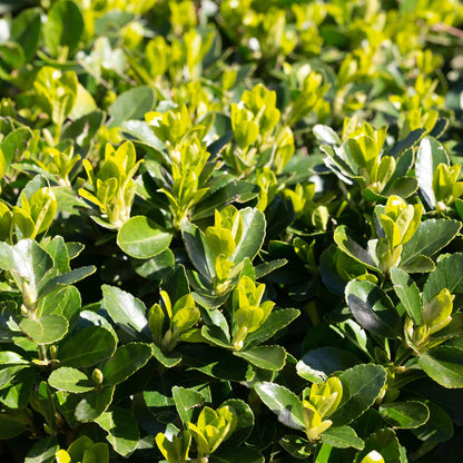 Pflanzfix24.de - Euonymus japonica Green Spire - 6 Pflanzen - 1m - immergrün - Pflanzfix24.de