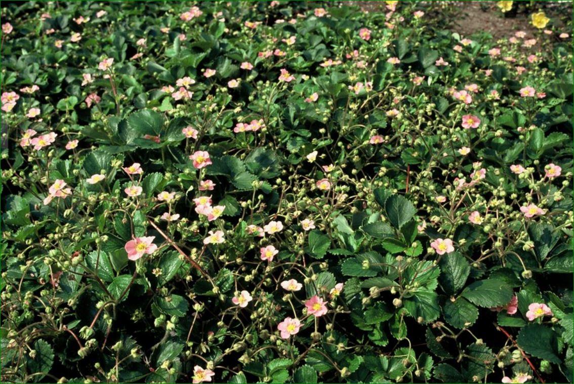 40x Fragaria vesca - ↕10-25cm - Ø9cm - Pflanzfix24