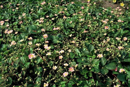 40x Fragaria vesca - ↕10-25cm - Ø9cm - Pflanzfix24
