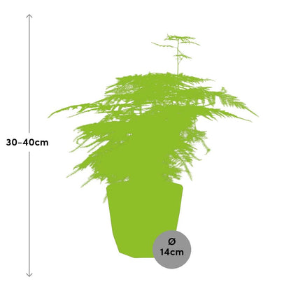 Asparagus Fern 'Plumosus' - 14cm Pot - Pflanzfix24