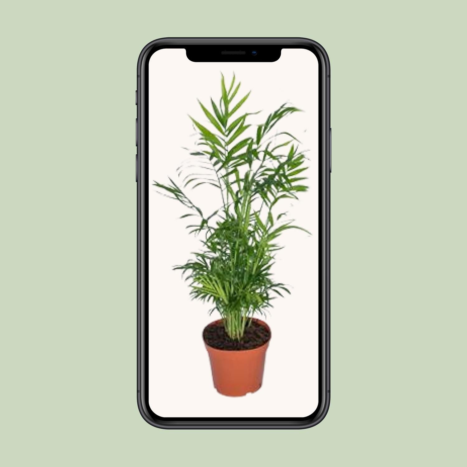 Chamaedorea Elegans - Mexikanische Bergpalme - Ø17cm - ↕55cm - Pflanzfix24.de - Pflanzfix24.de