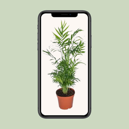 Chamaedorea Elegans - Mexikanische Bergpalme - Ø17cm - ↕55cm - Pflanzfix24.de - Pflanzfix24.de