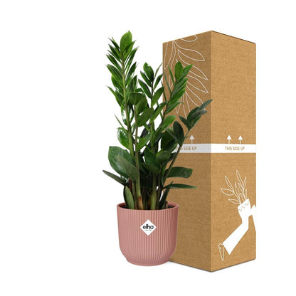 Zamioculcas ZZ-Pflanze 45–50 cm im rosa Elho-Topf – pflanzfix24
