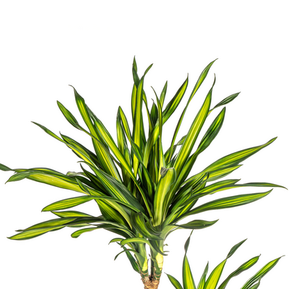 Dracaena Deremensis Rikki Ø24cm - Pflanzfix24