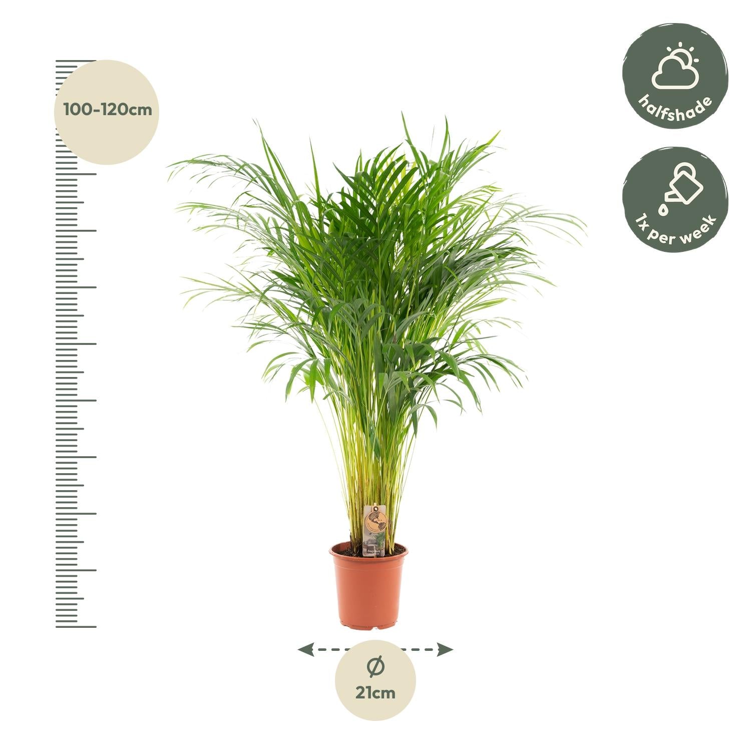 Areca-Palme - Ø21cm - ↕110cm | Pflanzfix24.de - Pflanzfix24.de