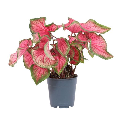 Caladium Sweetheart - Ø12cm - ↕25cm bei Pflanzfix24