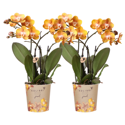 2x Orchidee Orange Ø12cm – Phalaenopsis „Las Vegas“ | Pflanzfix24.de - Pflanzfix24.de