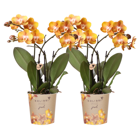 2x Orchidee Orange Ø12cm – Phalaenopsis „Las Vegas“ | Pflanzfix24.de - Pflanzfix24.de