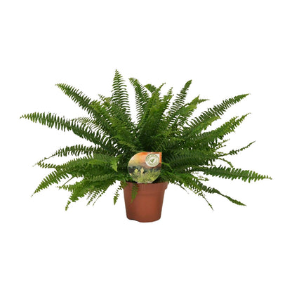 Nephrolepis „Grüne Dame“ Boston-Farn Ø17cm | Pflanzfix24.de - Pflanzfix24.de