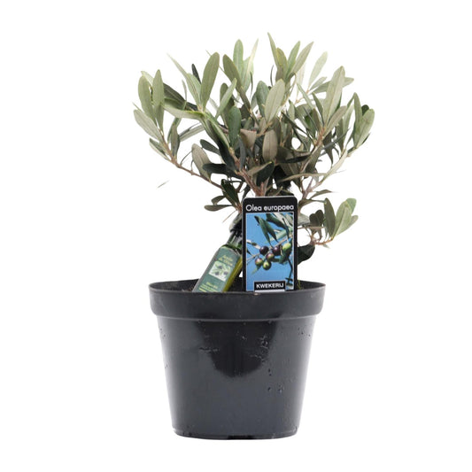 Olivenbaum Olea Olijf Ø13cm – 25cm hoch | Pflanzfix24.de - Pflanzfix24.de