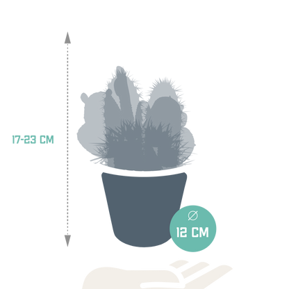 Kakteenmischung 10,5 cm - 3x - in witte pot - Pflanzfix24.de - Pflanzfix24.de