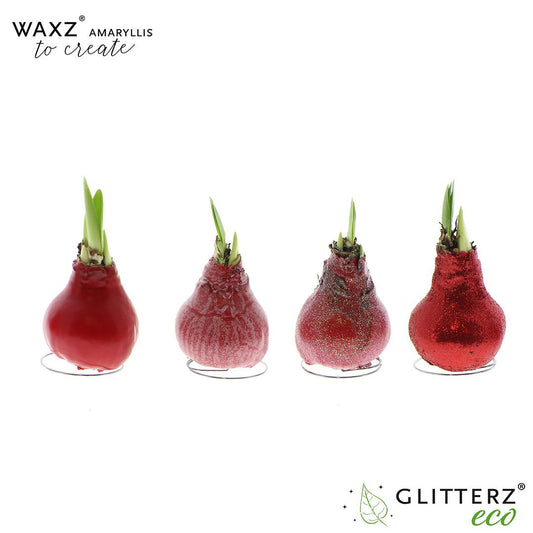 Amaryllis Waxz To Create Red - 4 Stücke - Ø7 cm - ↕15 cm - Pflanzfix24