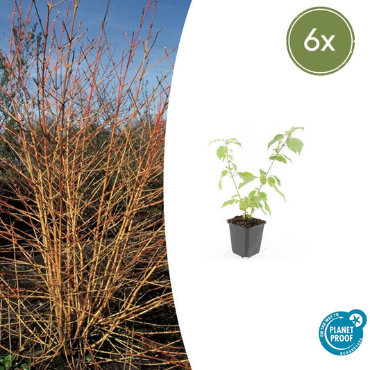 6x Cornus sang. 'Anny's Winter Orange' - ↕10-25cm - Ø9cm - Pflanzfix24.de - Pflanzfix24.de