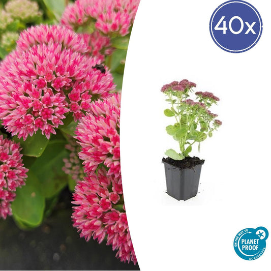 40x Sedum 'Herbstfreude' - ↕10-25cm - Ø9cm - Pflanzfix24.de - Pflanzfix24.de