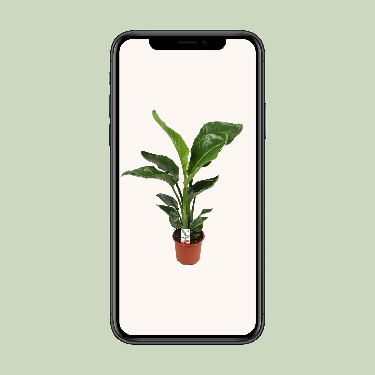 Strelitzia Nicolai 17 cm Ø17 cm 70 cm hoch | Pflanzfix24