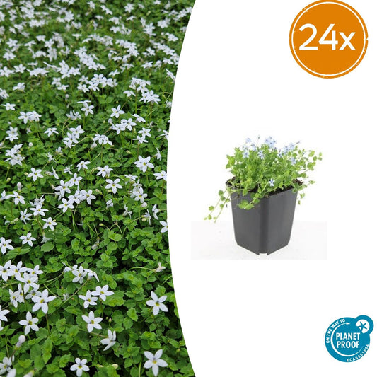 24x Isotoma fluviatilis 'Alba' - 10-25cm - Ø9cm - Pflanzfix24