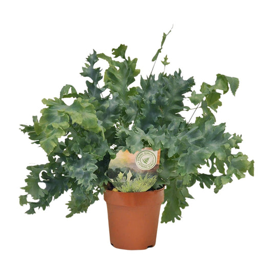 Phlebodium Davana 35cm Ø12cm – Goldener Brauner Wurmfarn | Pflanzfix24.de - Pflanzfix24.de
