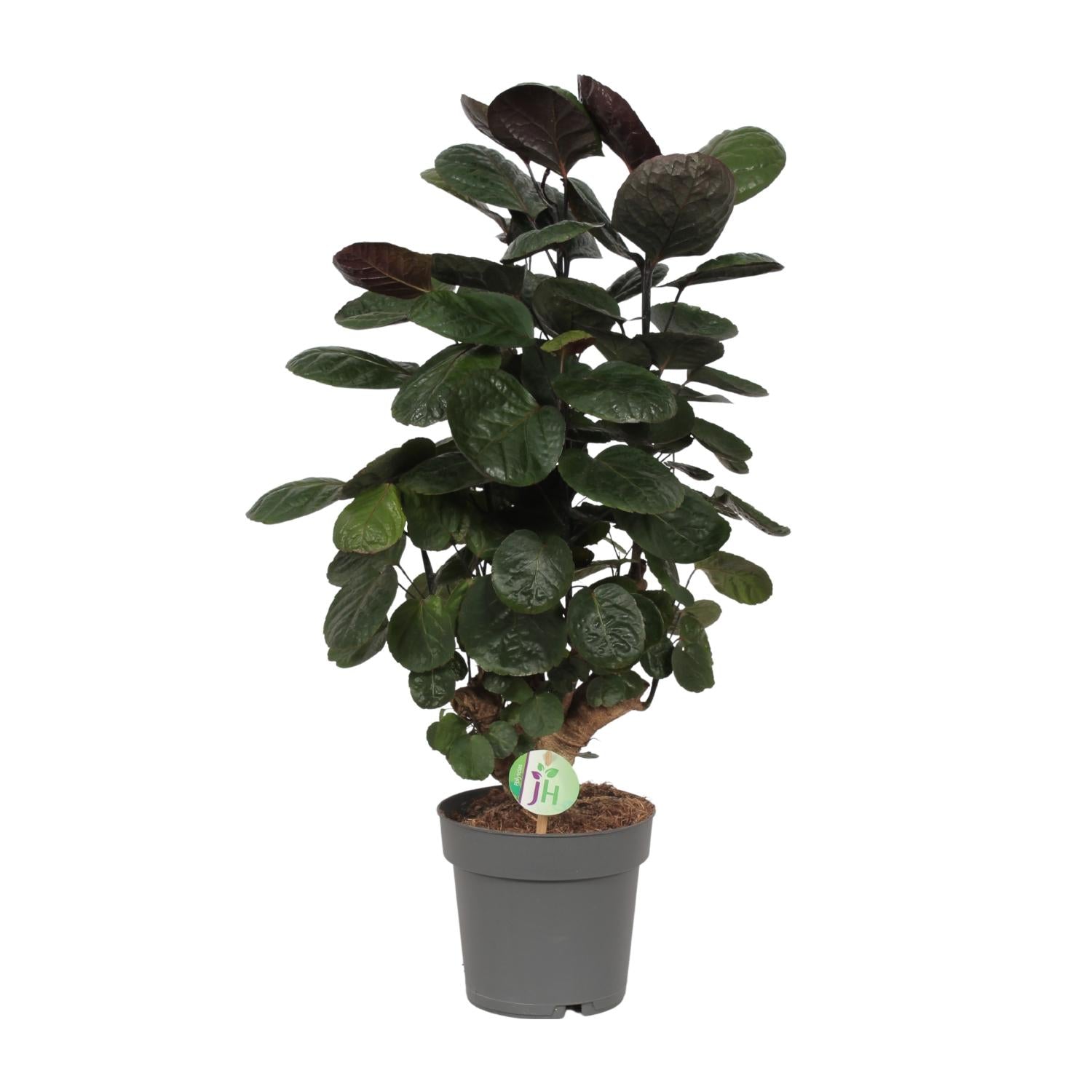 Polyscias Scutellaria Fabian Ø19 cm, H60 cm – Pflanzfix24.de - Pflanzfix24.de