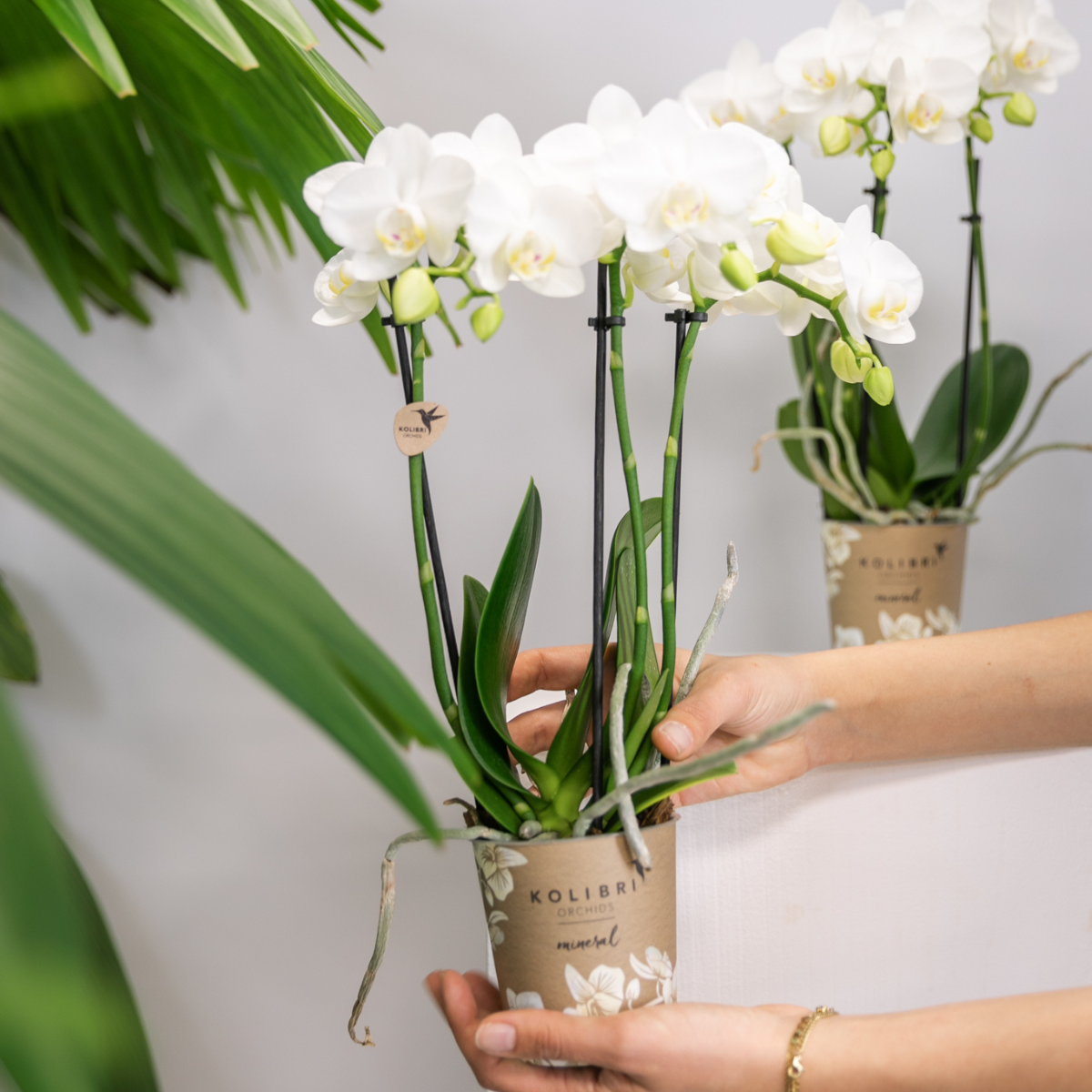 2er Set Phalaenopsis Amabilis Weiß Ø9cm – Combi Deal | Pflanzfix24.de - Pflanzfix24.de
