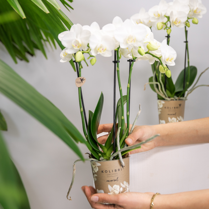 2er Set Phalaenopsis Amabilis Weiß Ø9cm – Combi Deal | Pflanzfix24.de - Pflanzfix24.de