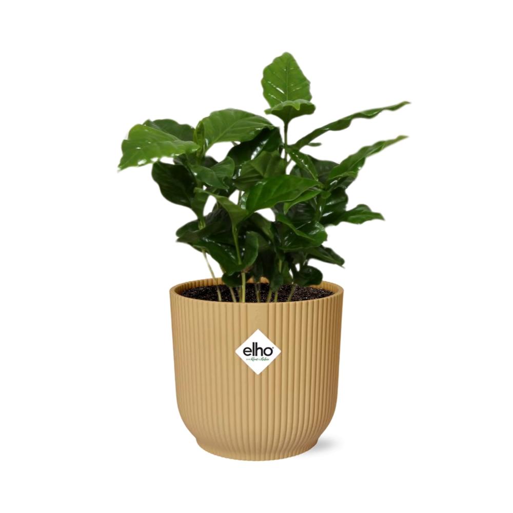 Coffea Arabica in ELHO Vibes Fold 14cm geel - Pflanzfix24
